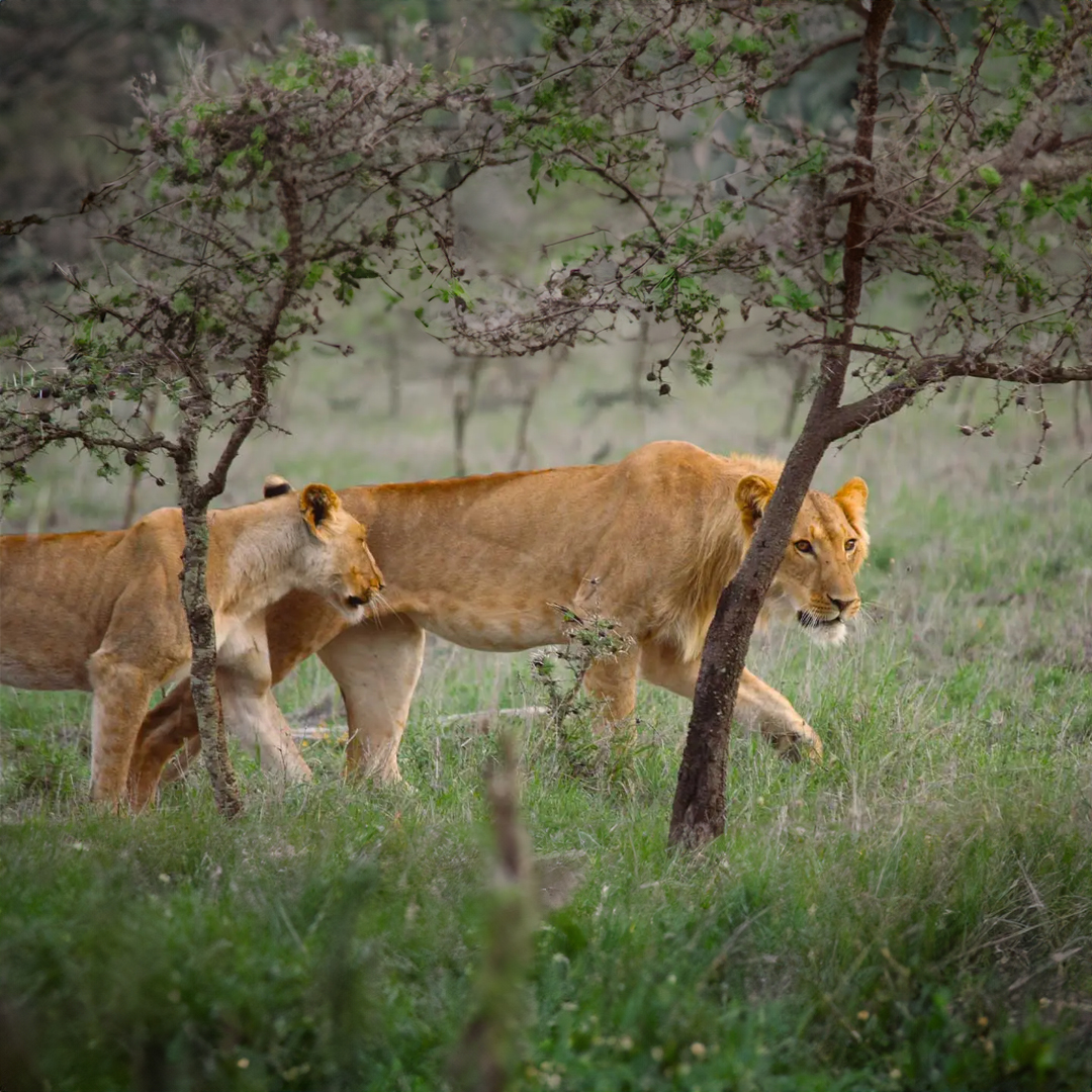 How an invasive ant changed a lion’s dinner menu